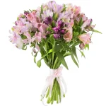 Альстромерии фиолетовые